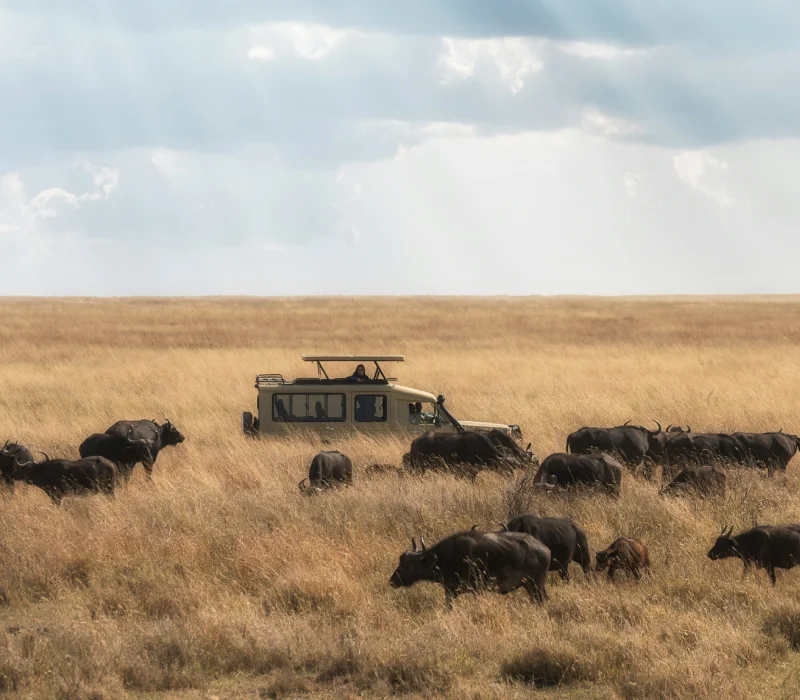 5 Days 4 Nights Serengeti Safari Package