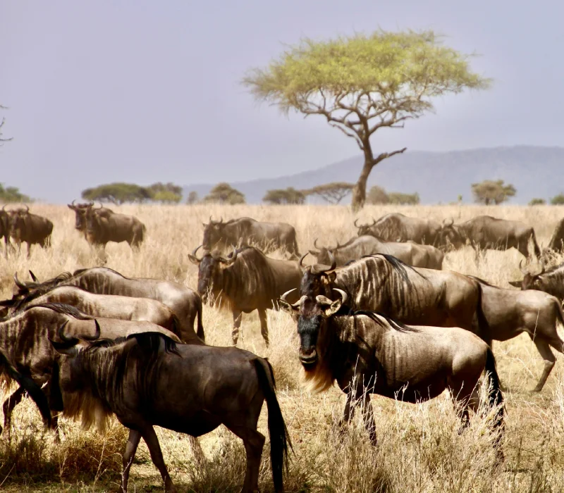 5 Days 4 Nights Serengeti Safari Package