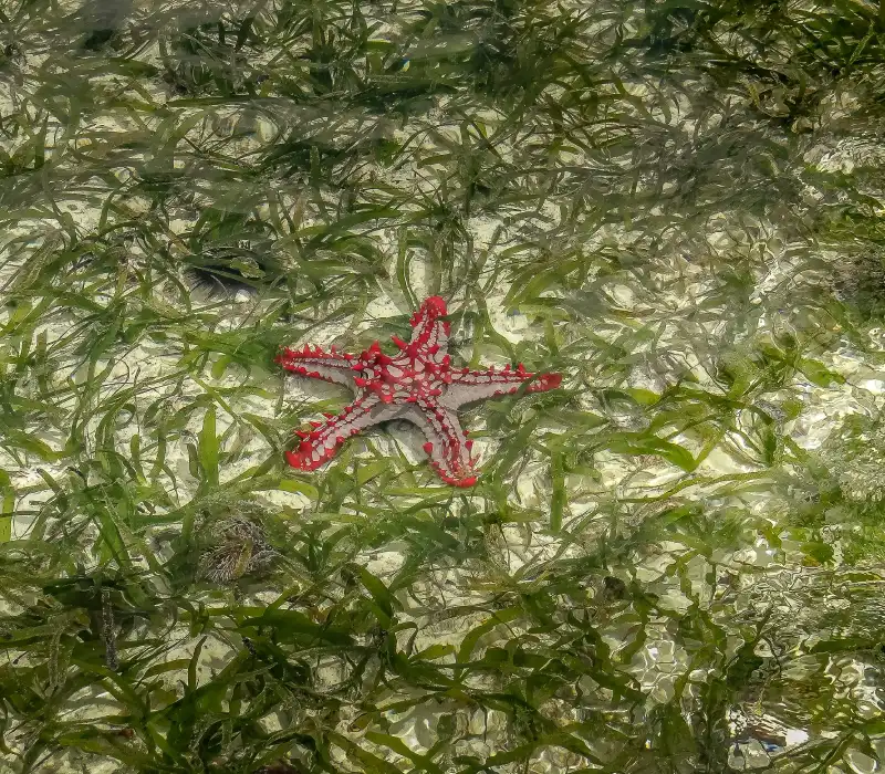 5 Days, 4 Nights Zanzibar Flying Package