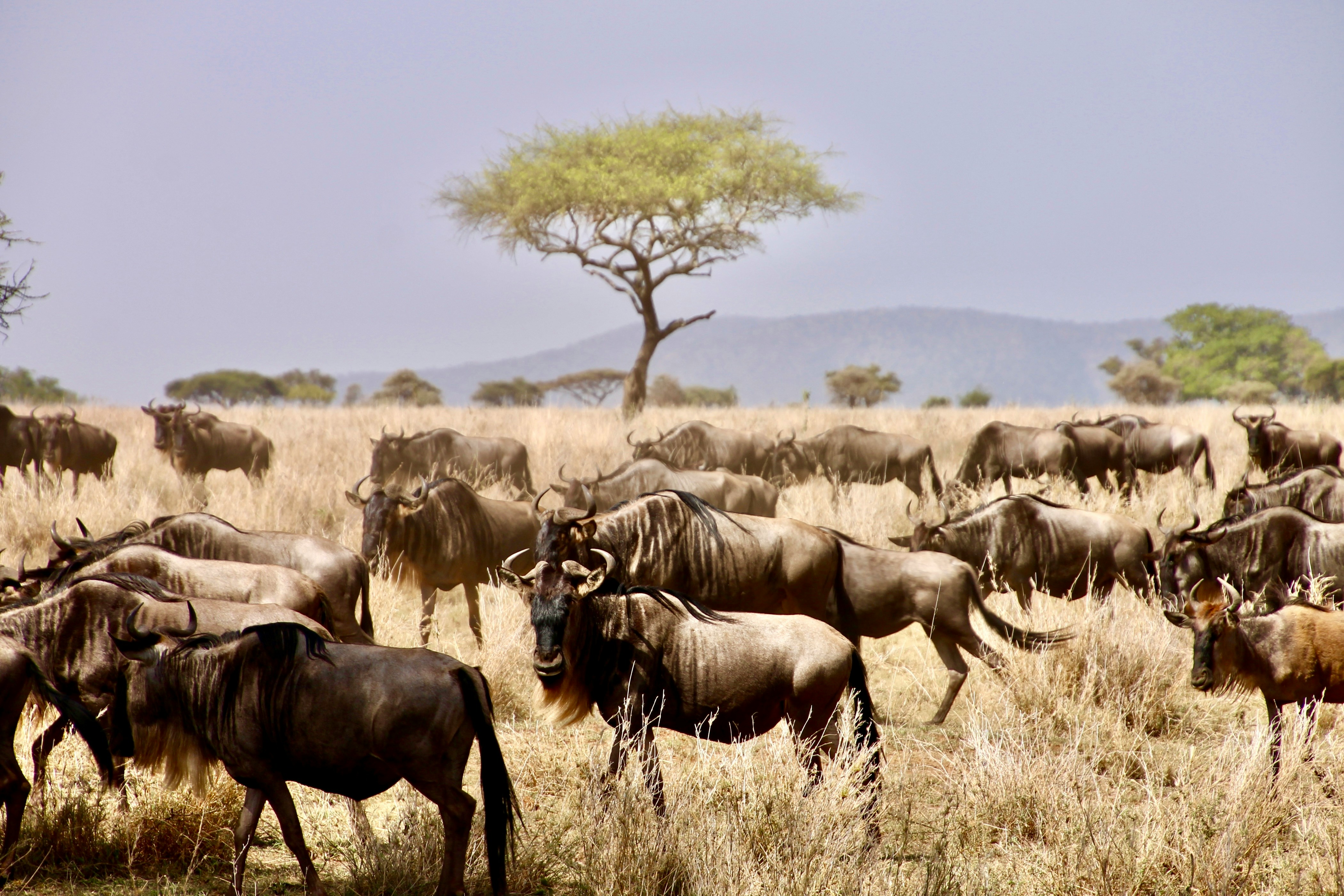 How Maasai Mara Can Change Your Life