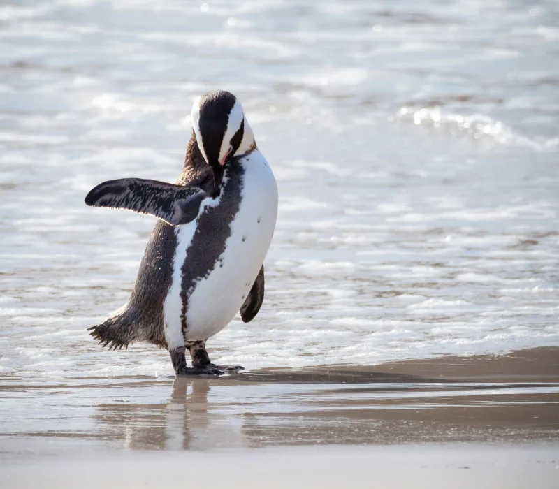 6 Days 5 Nights Cape Town Group Departure Package