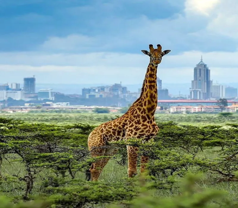 Nairobi National Park Half-Day Safari Experience