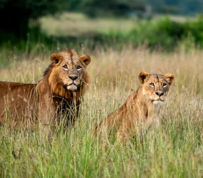 Nairobi National Park Half-Day Safari Experience