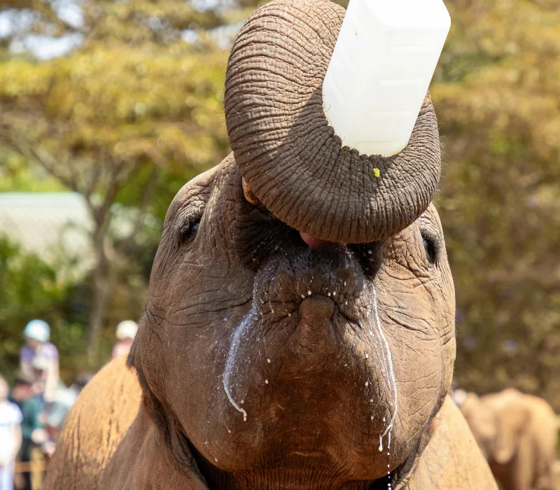 Nairobi Full Day Tour | Nairobi National Park | Giraffe Center | David Sheldrick Wildlife Trust