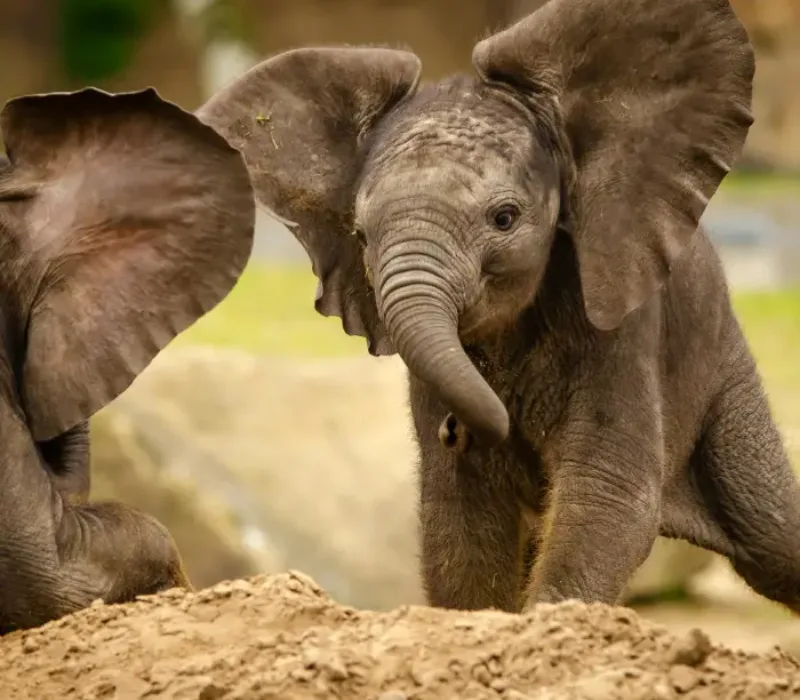 Nairobi Full Day Tour | Nairobi National Park | Giraffe Center | David Sheldrick Wildlife Trust