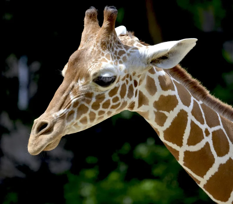 Nairobi Full Day Tour | Nairobi National Park | Giraffe Center | David Sheldrick Wildlife Trust