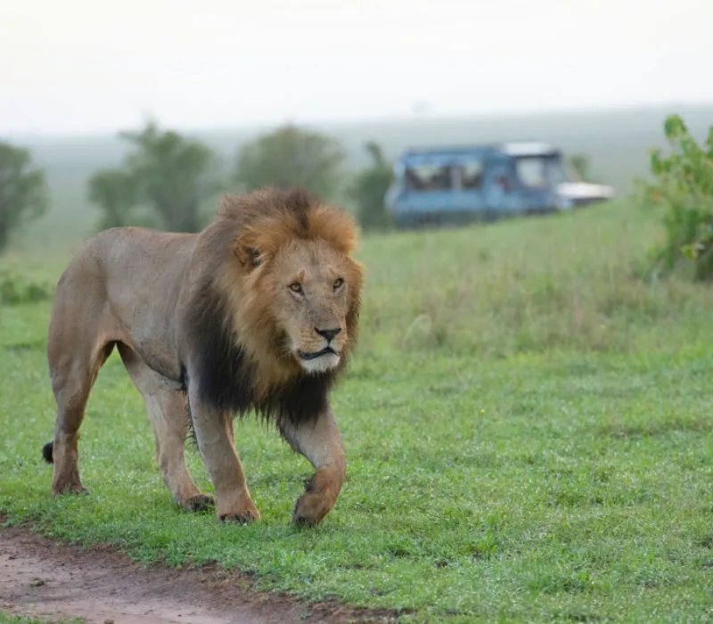 7 Days, 6 Nights Nairobi, Maasai Mara, Lake Nakuru, and Nanyuki private safari package