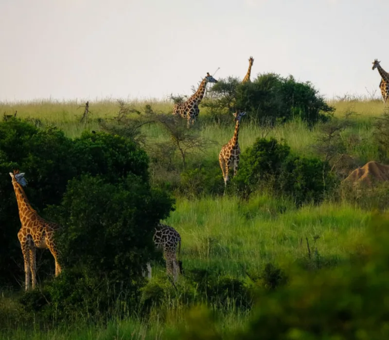 7 Days, 6 Nights Nairobi, Maasai Mara, Lake Nakuru, and Nanyuki private safari package
