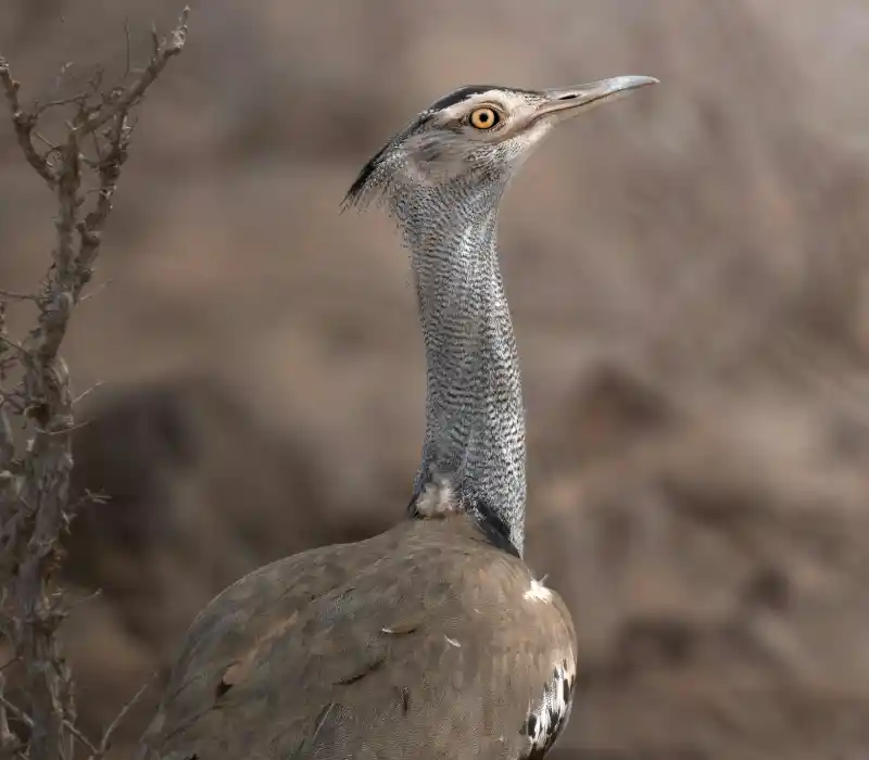 3 Days 2 Nights Tsavo Festive Season Package