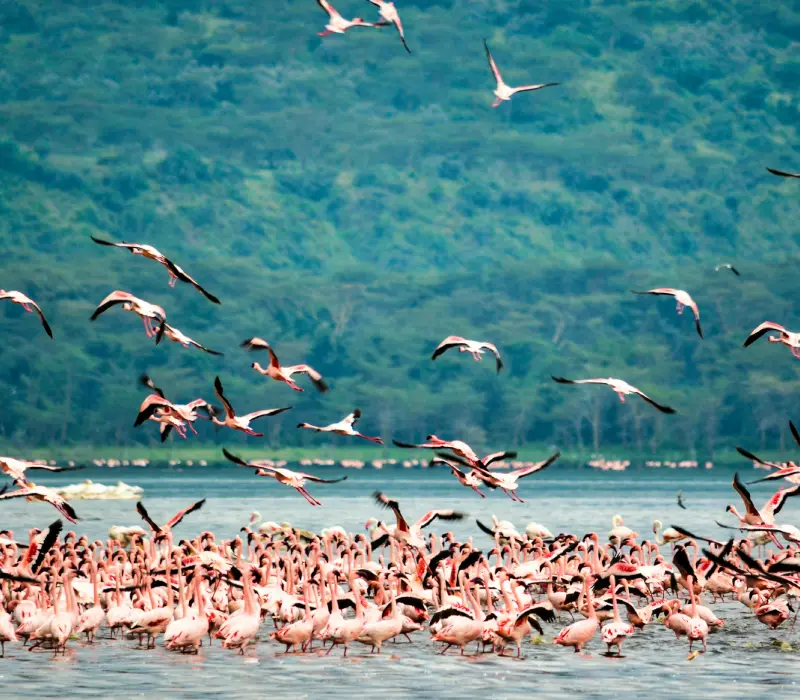 9 Days 8 Nights Maasai Mara, Nakuru, Naivasha, Tsavo & Diani Safari Package