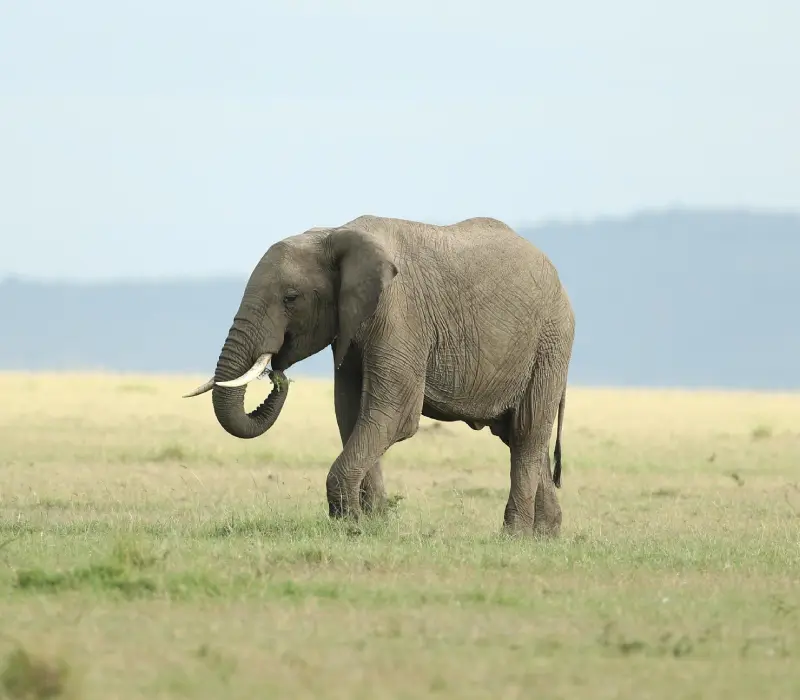 9 Days 8 Nights Maasai Mara, Nakuru, Naivasha, Tsavo & Diani Safari Package
