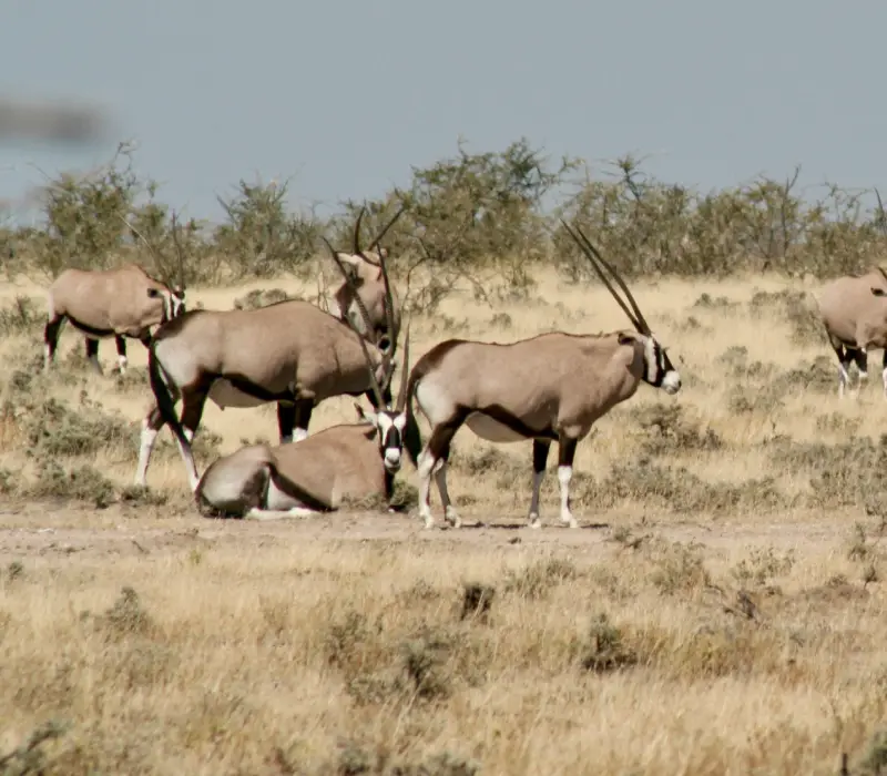 7 Days 6 Nights Aberdare, Laikipia, Meru & Samburu Safari Package