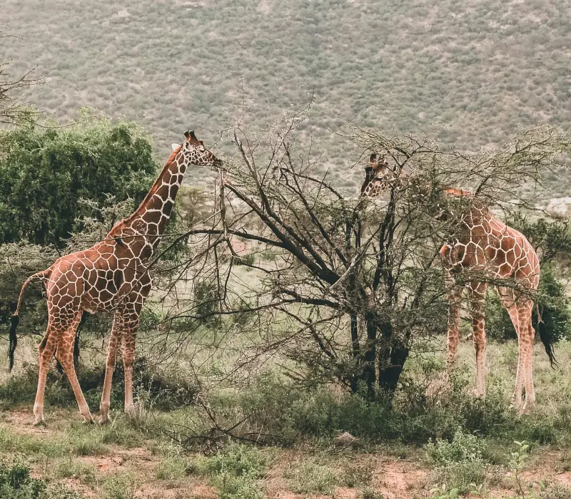 7 Days 6 Nights Aberdare, Laikipia, Meru & Samburu Safari Package