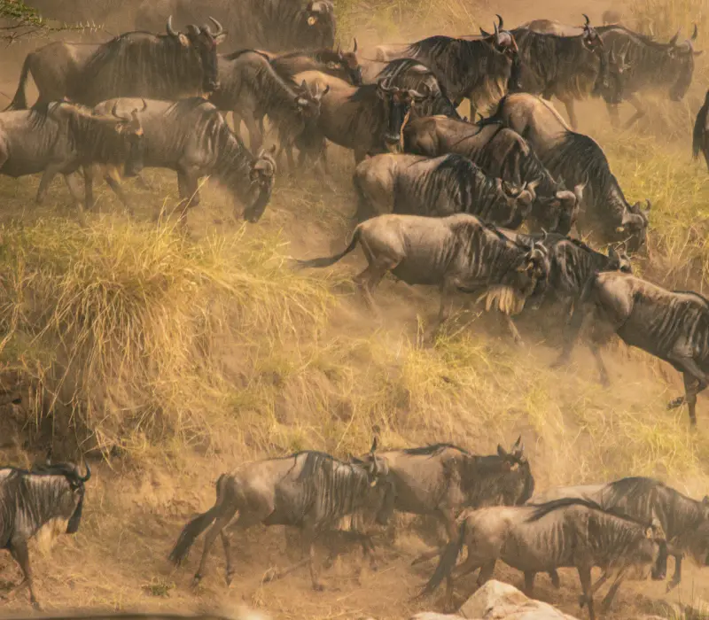 6 Days 5 Nights Kenya Maasai Mara Great Migration Luxury Experience