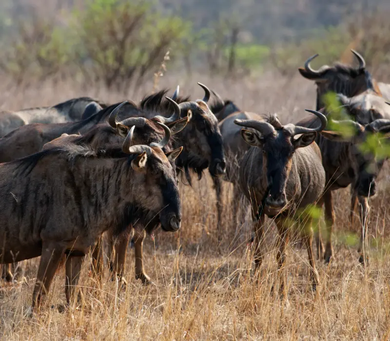 6 Days 5 Nights Kenya Maasai Mara Great Migration Luxury Experience