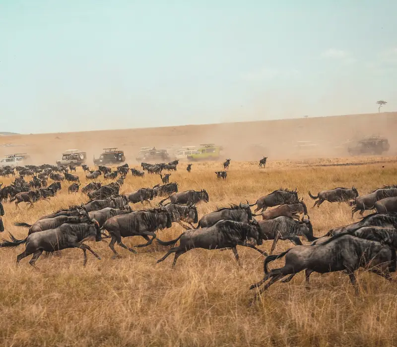 6 Days 5 Nights Kenya Maasai Mara Great Migration Luxury Experience