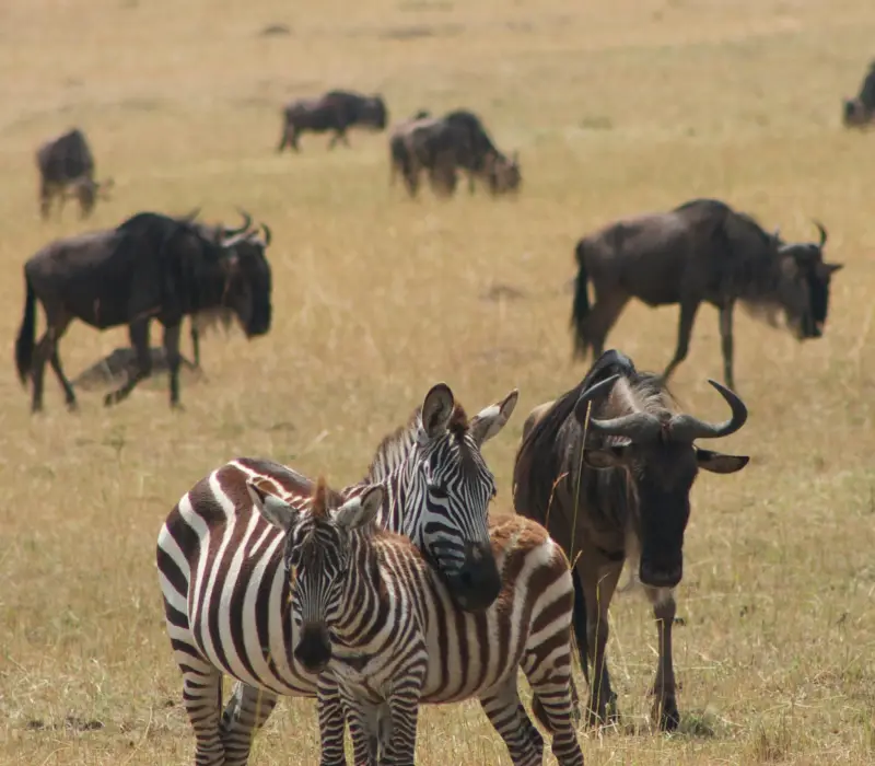 8 Days  7 Nights Classic Kenya Luxury Safari Package