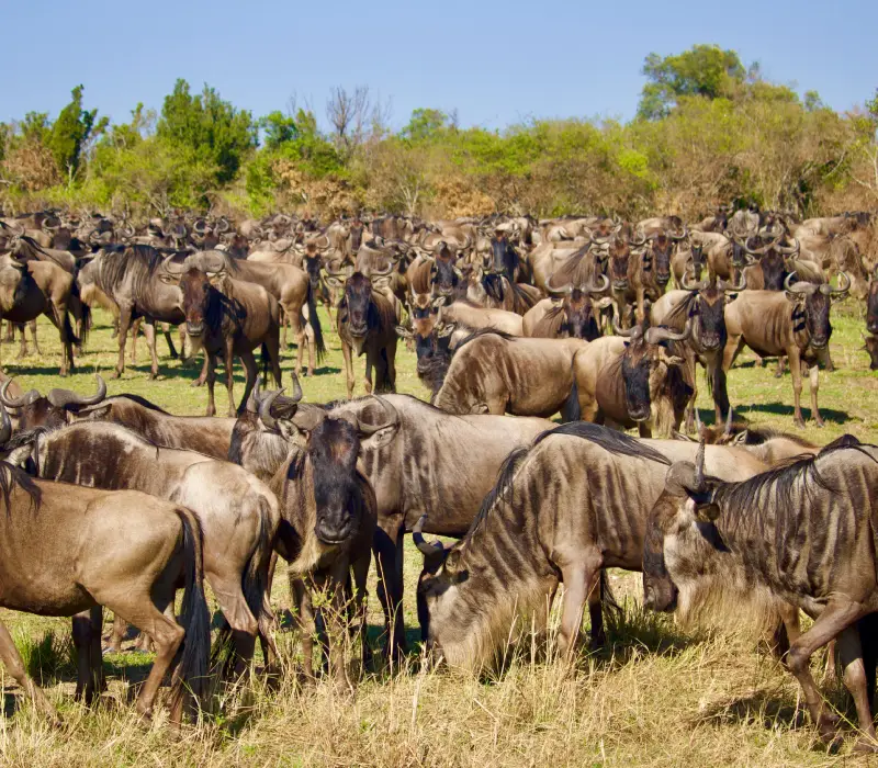 8 Days  7 Nights Classic Kenya Luxury Safari Package