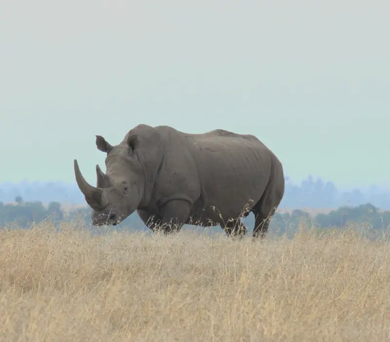 Laikipia Conservancy Safari