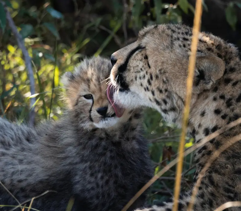 12 Days 11 Nights Ultimate Luxury Safari & Beach Experience