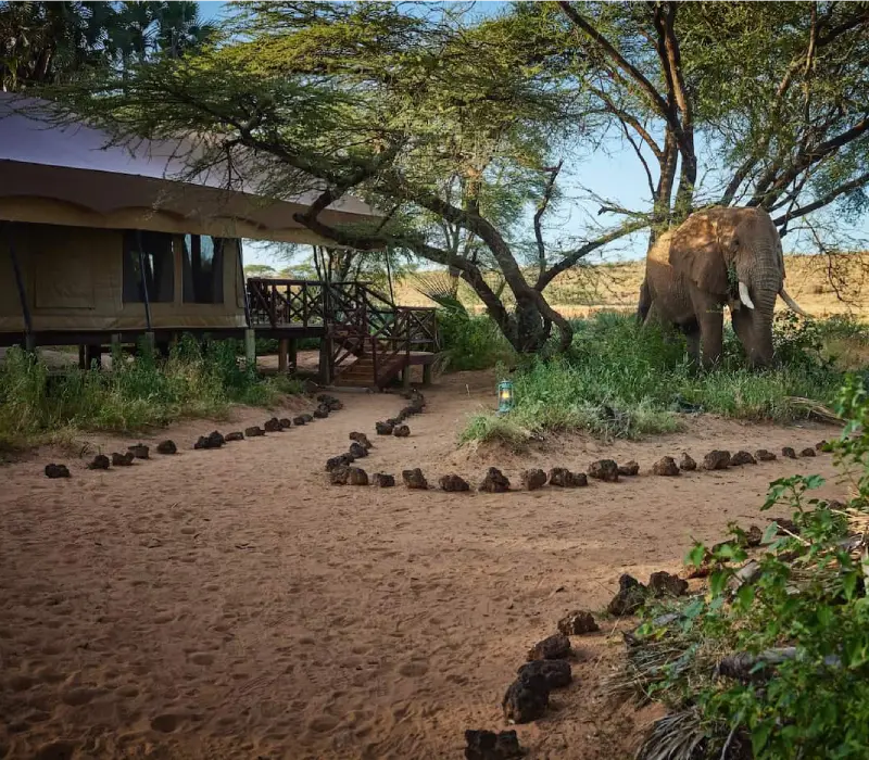 12 Days 11 Nights Ultimate Luxury Safari & Beach Experience