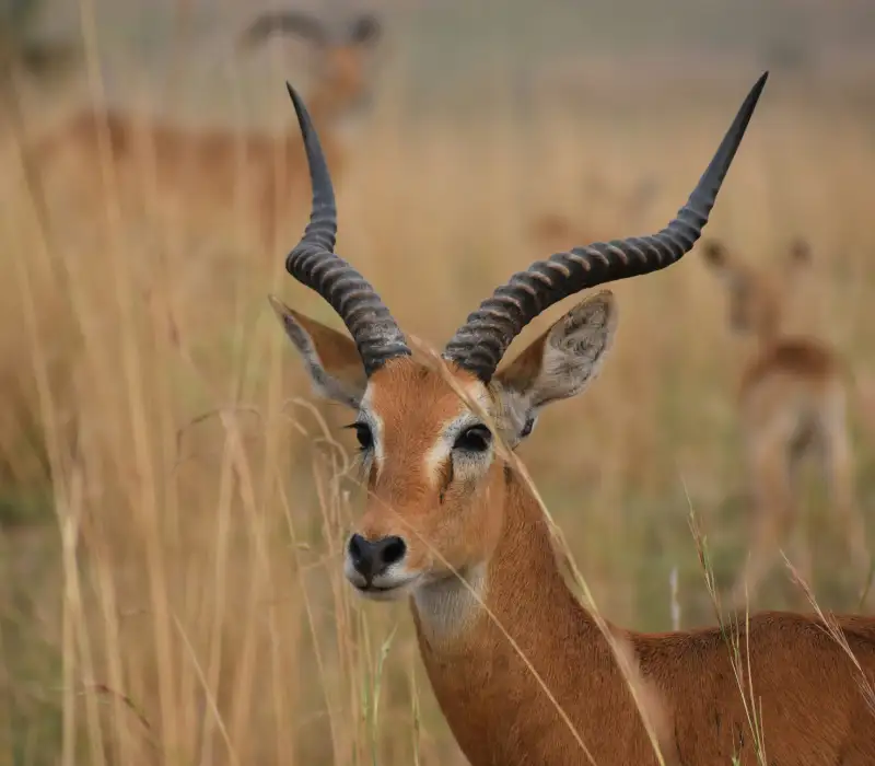 3 Days 2 Nights Samburu Sopa Easter Group Safari Package