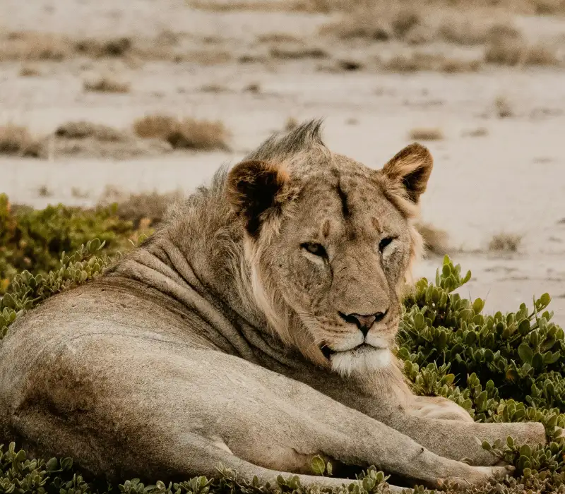 3 Days 2 Nights Amboseli Private Safari Package