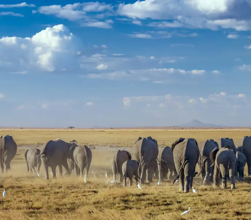 3 Days 2 Nights Amboseli Private Safari Package