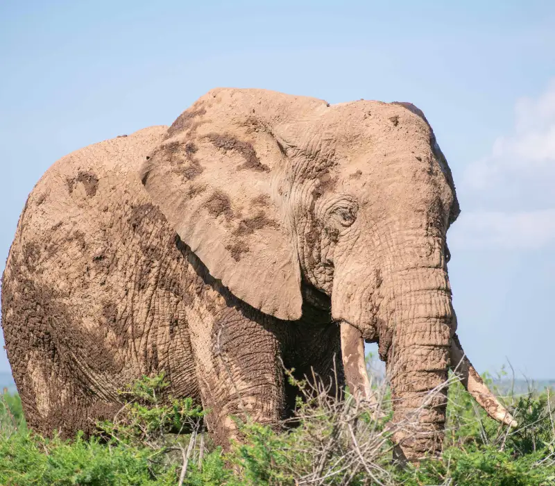 3 Days 2 Nights Tsavo Madaraka Express Safari Package