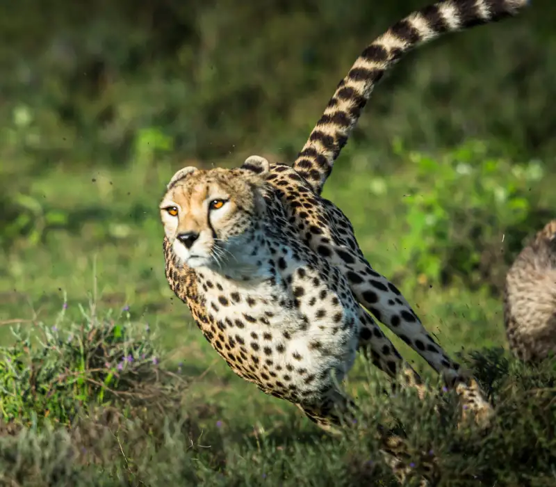 3 Days 2 Nights Maasai Mara Group Joining Festive Safari Package