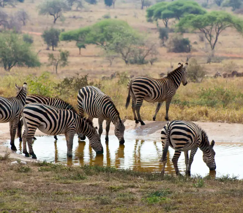 3 Days 2 Nights Maasai Mara Group Joining Festive Safari Package