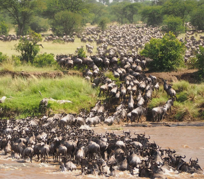 3 Days 2 Nights Maasai Mara Private Safari Package