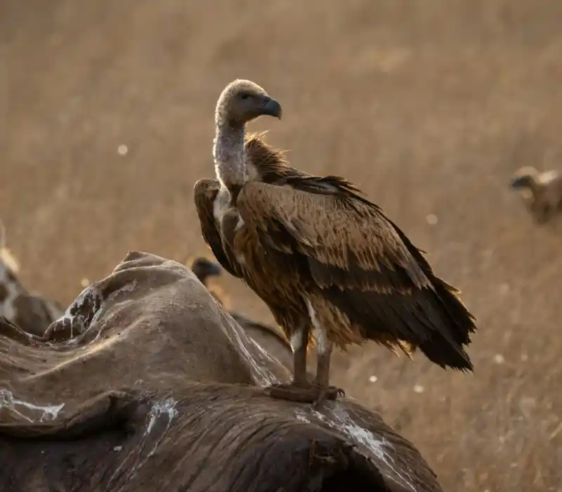 6 Days Tsavo Safari & Mombasa Beach Getaway