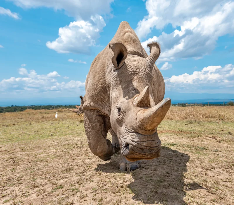 5 Days Ol Pejeta, Meru & Samburu Safari