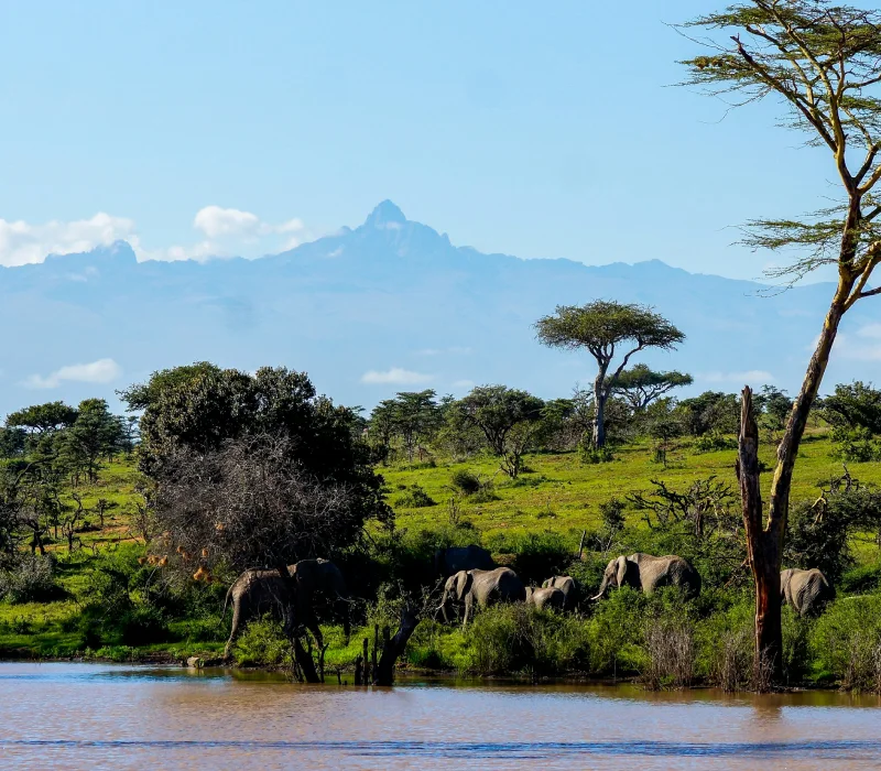 5 Days Ol Pejeta, Meru & Samburu Safari