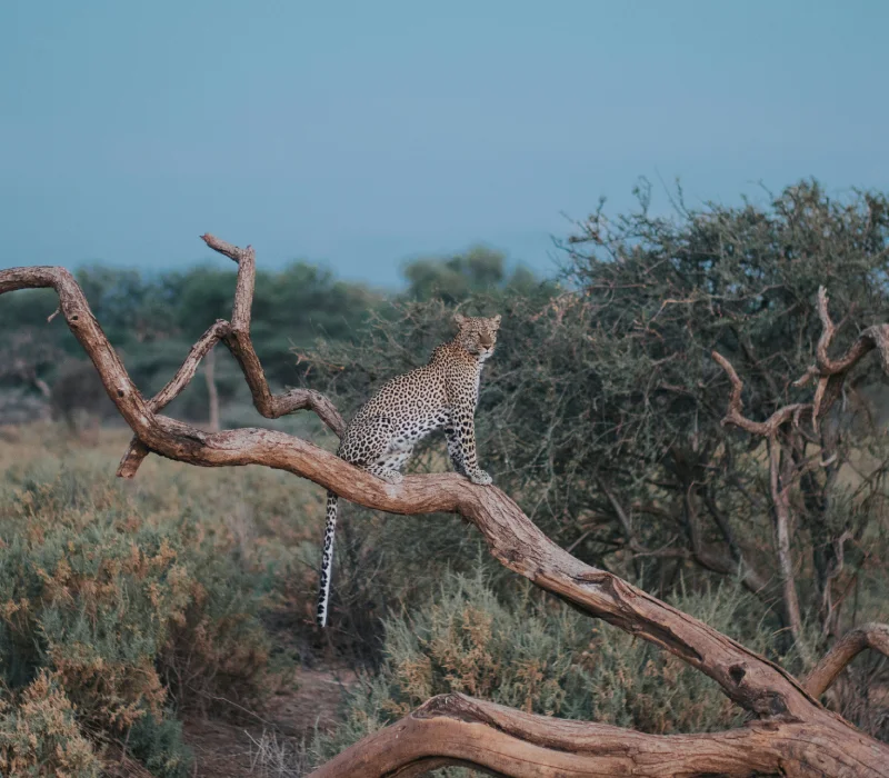 5 Days Ol Pejeta, Meru & Samburu Safari