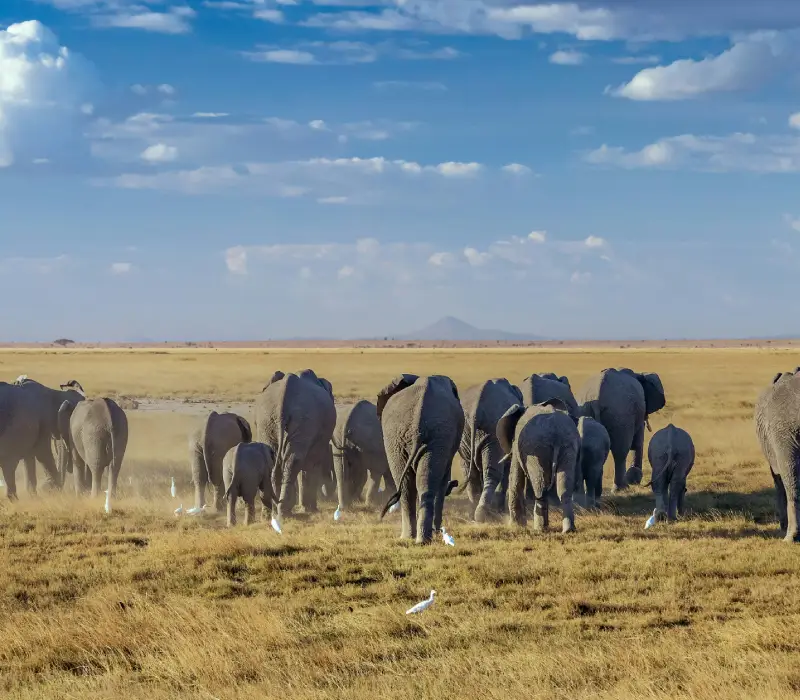 6 Day Big Five Kenya Safari  Amboseli, Nakuru & Maasai Mara