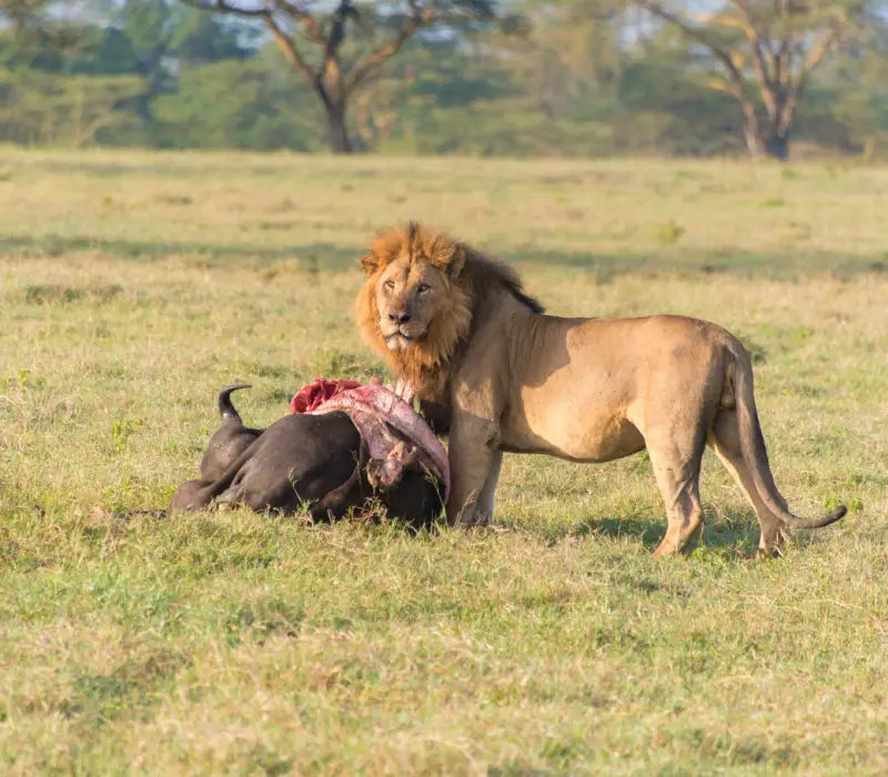 6 Day Big Five Kenya Safari  Amboseli, Nakuru & Maasai Mara