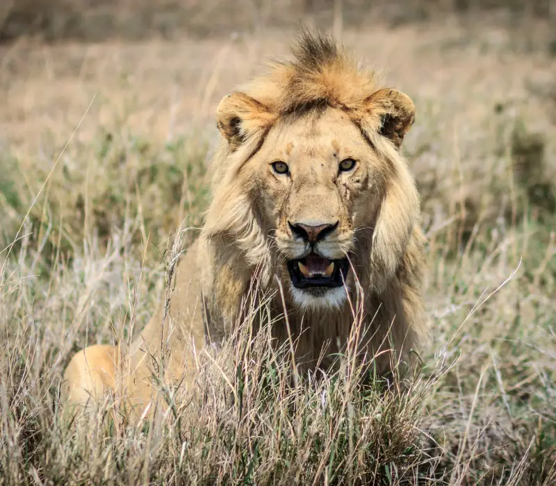 10 Day 09 Nights  Kenya Safari & Diani Beach Experience - Tsavo Safari Option