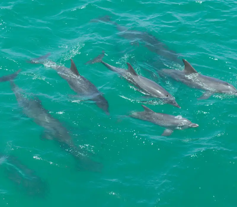 10 Day 09 Nights  Kenya Safari & Diani Beach Experience - Tsavo Safari Option