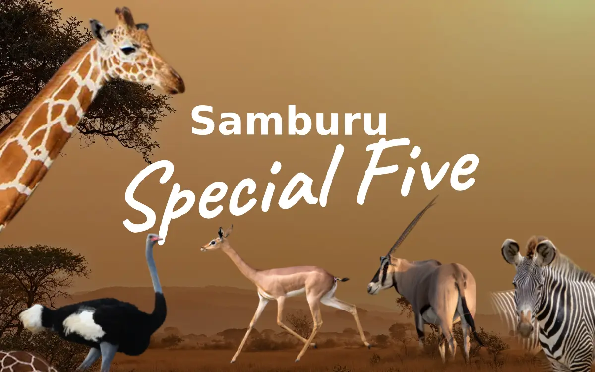 Samburu Special Five: Discover the Rare Wildlife of Northern Kenya