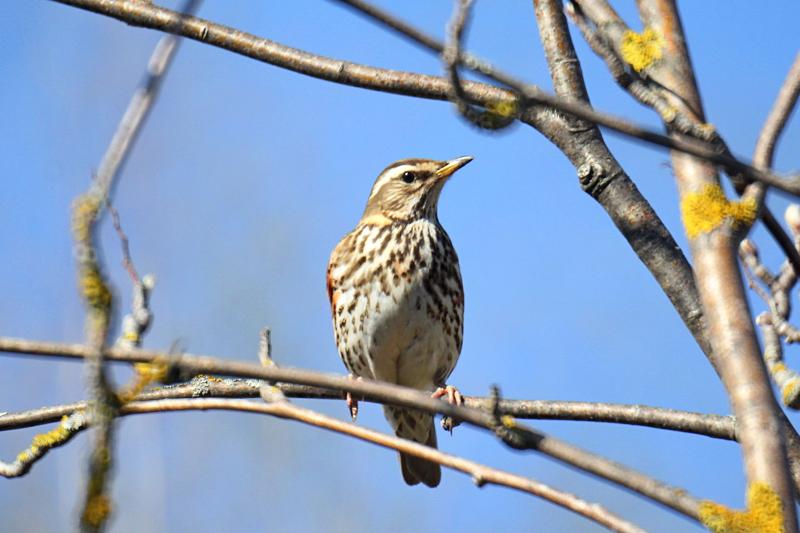 Дрозд-белобровик (Turdus iliacus) на ветке: небольшая птичка окраской в крапинку с ржавыми подпалинами и длинной белой бровью над глазом