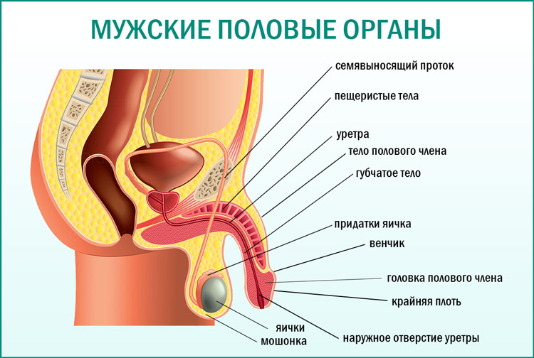 Половые Органы Мужчины После Секса