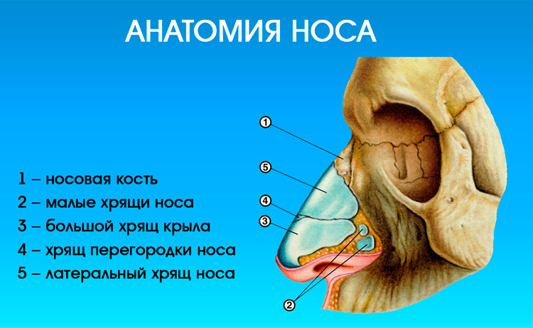 Хрящи в носу схема