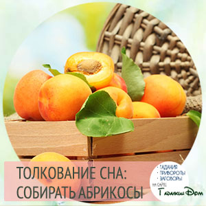 сонник абрикосы на дереве