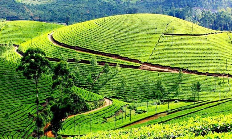 Into the Green: A Journey Through Munnar’s Hills