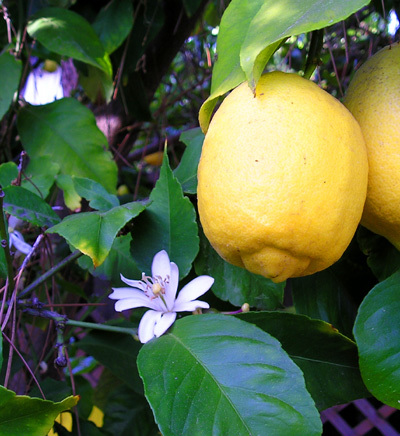 Régime citron détox Régime citron détox