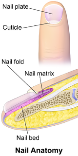 Blausen 0406 FingerNailAnatomy.png