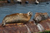 Seal Symbolism, Seal Meaning, Seal Totem, Seal Dream, and Messages