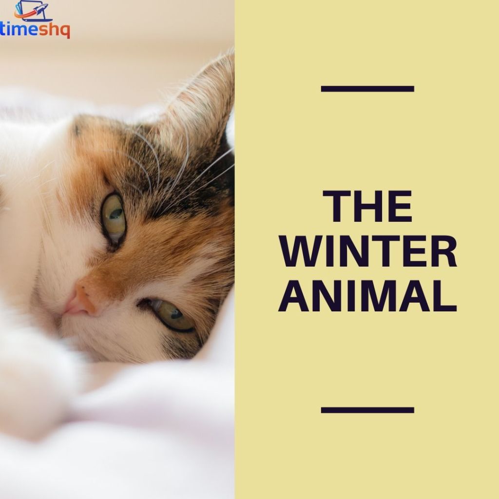 Funny Whatsapp Group Names with Animals